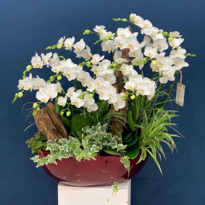 Top 10 chậu hồ điệp mini siêu hút mắt dành cho những ai yêu thích sự đáng yêu mà không kém phần sang trọng