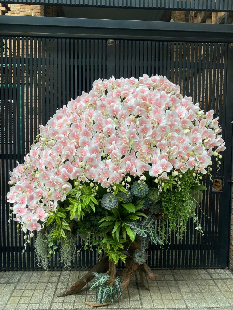 Lan Hồ Điệp Ánh Dương - LHD036