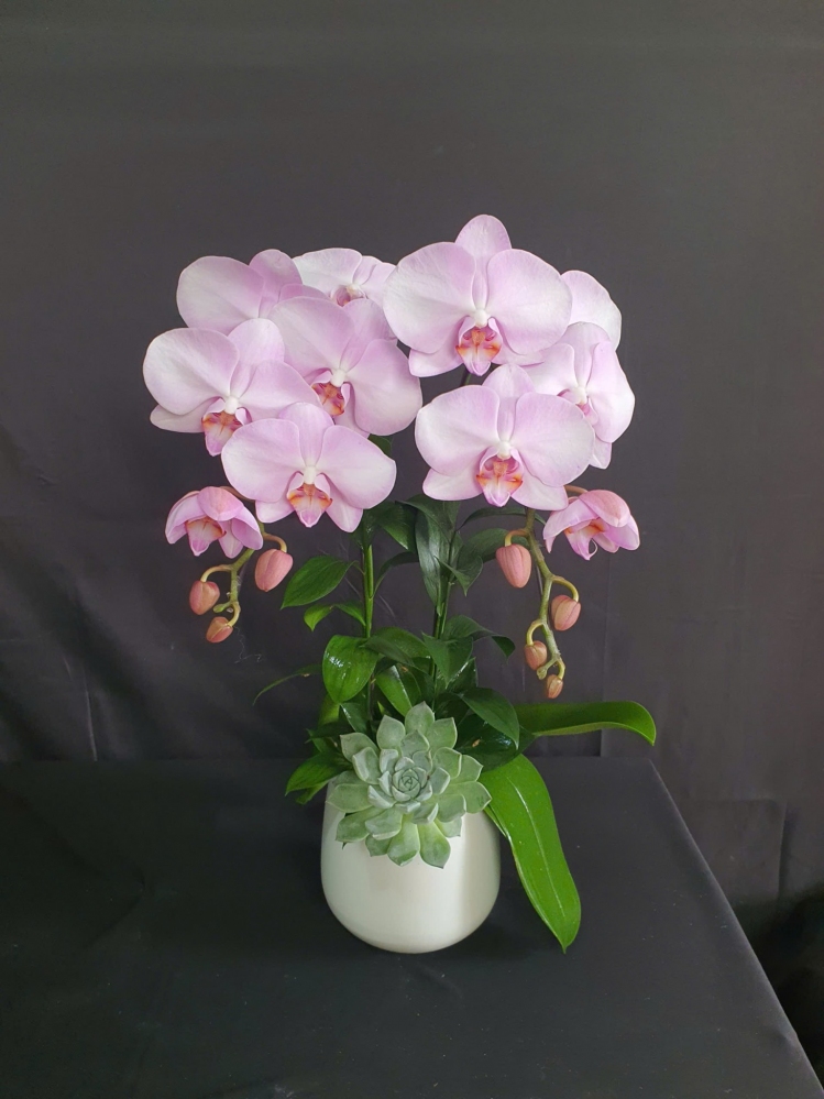 Chậu lan hồ điệp hồng phấn nhã nhặn