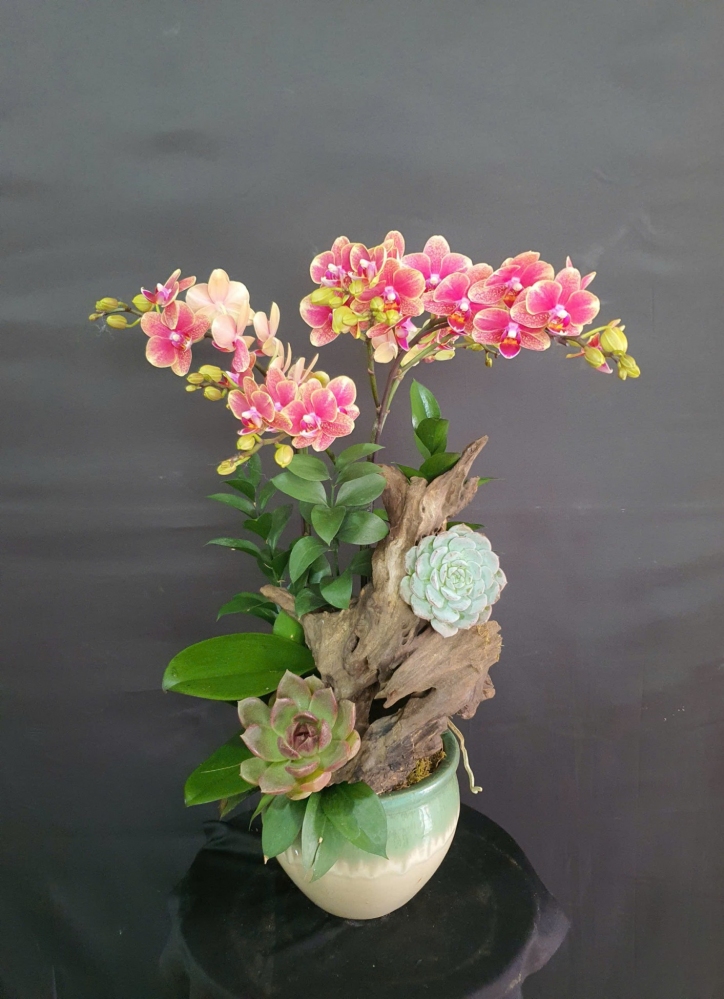 Chậu kim điệp đỏ tươi tắn