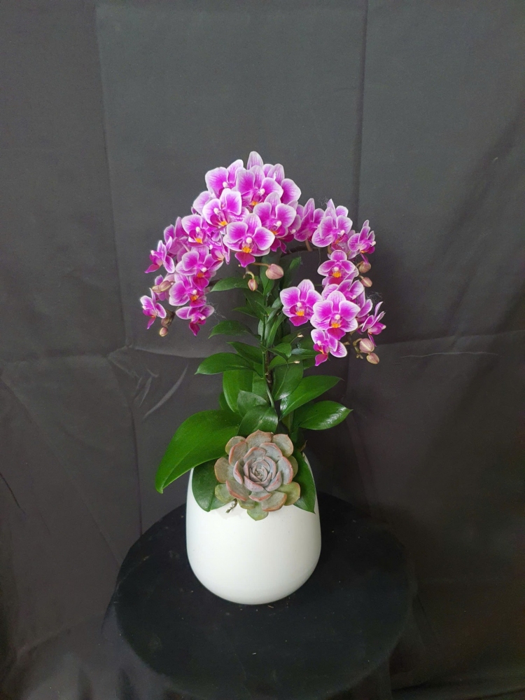 Chậu tiểu hồ điệp hồng nhỏ nhắn