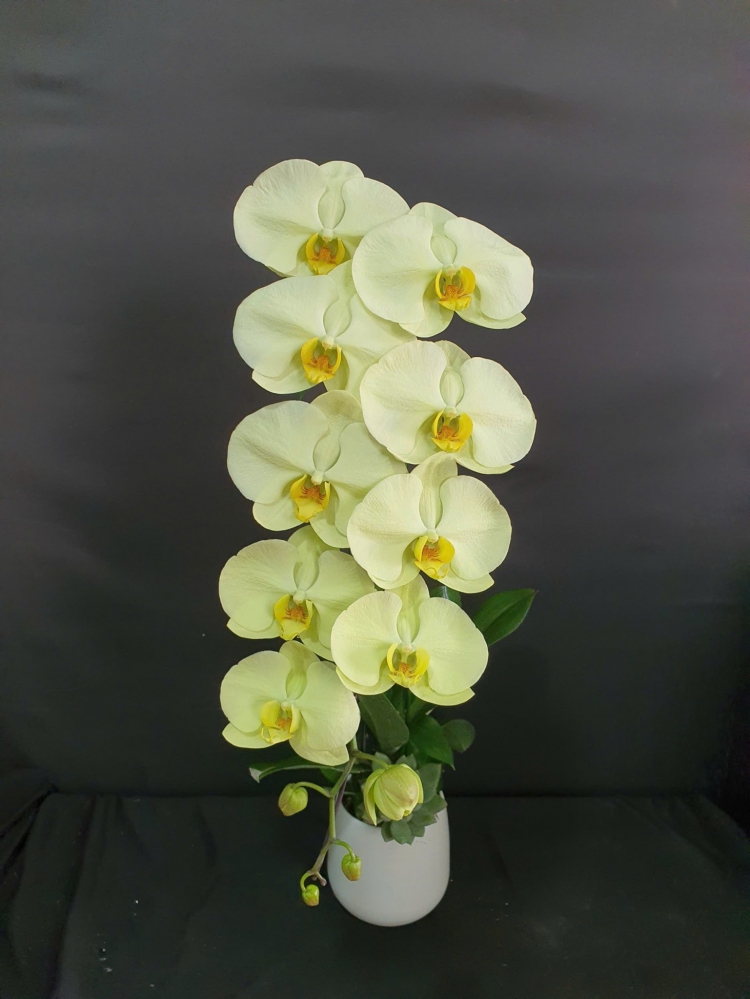 Chậu lan hồ điệp xanh táo tươi mát