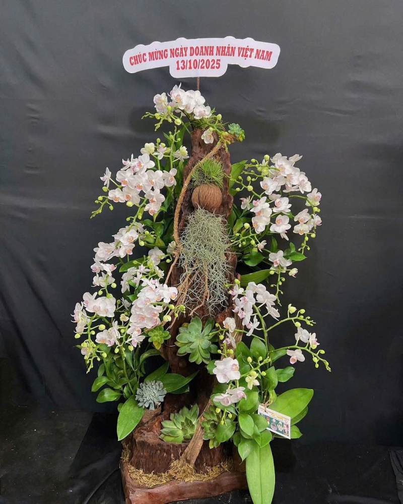 Lan Hồ Điệp Tài Lộc - LHD007