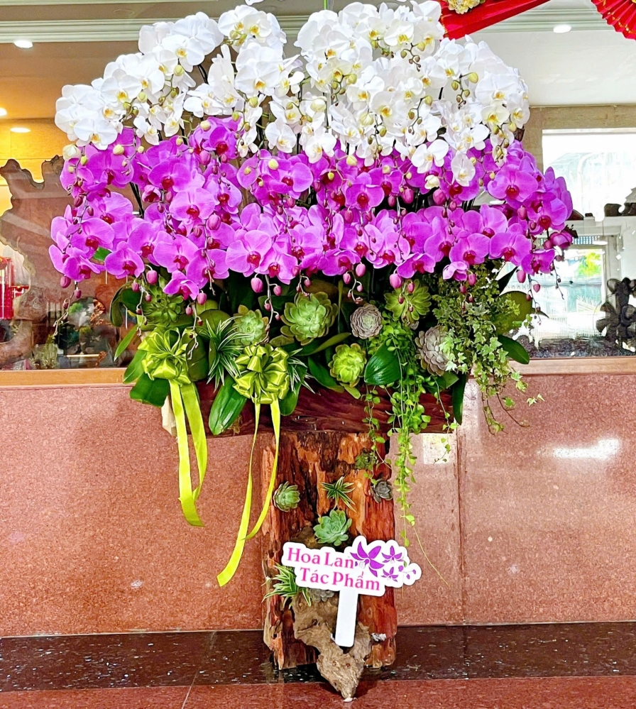Lan Hồ Điệp Thịnh Hoa Cát Tường - LHD050