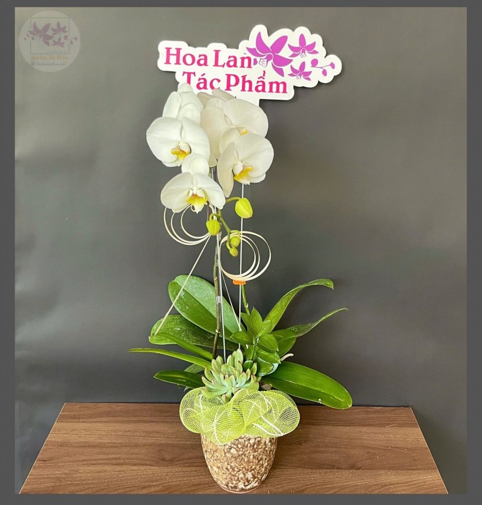 Hoa lan hồ điệp 1 cành - HD0147