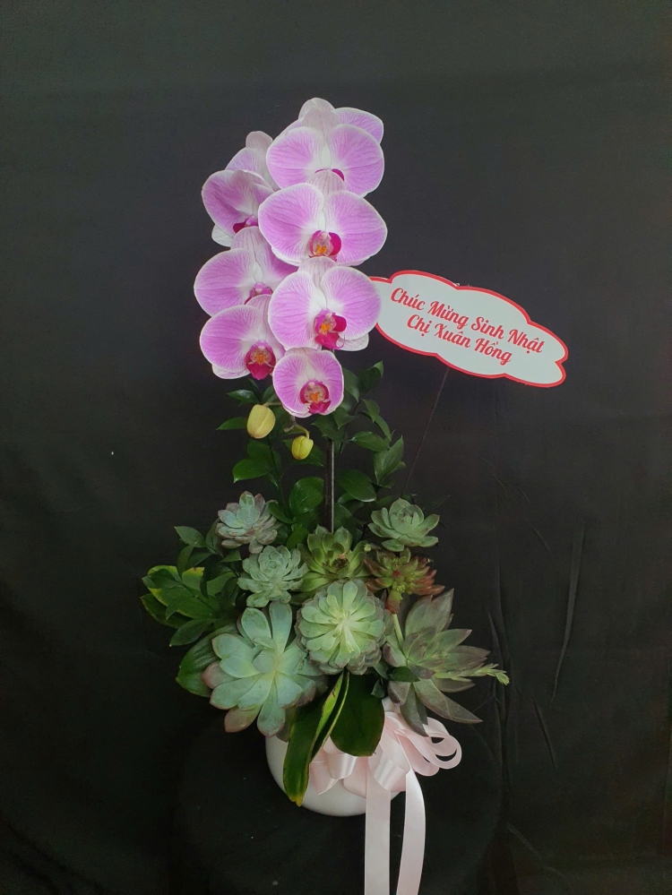 Lan Hồ Điệp Trắng Hồng - LHD057