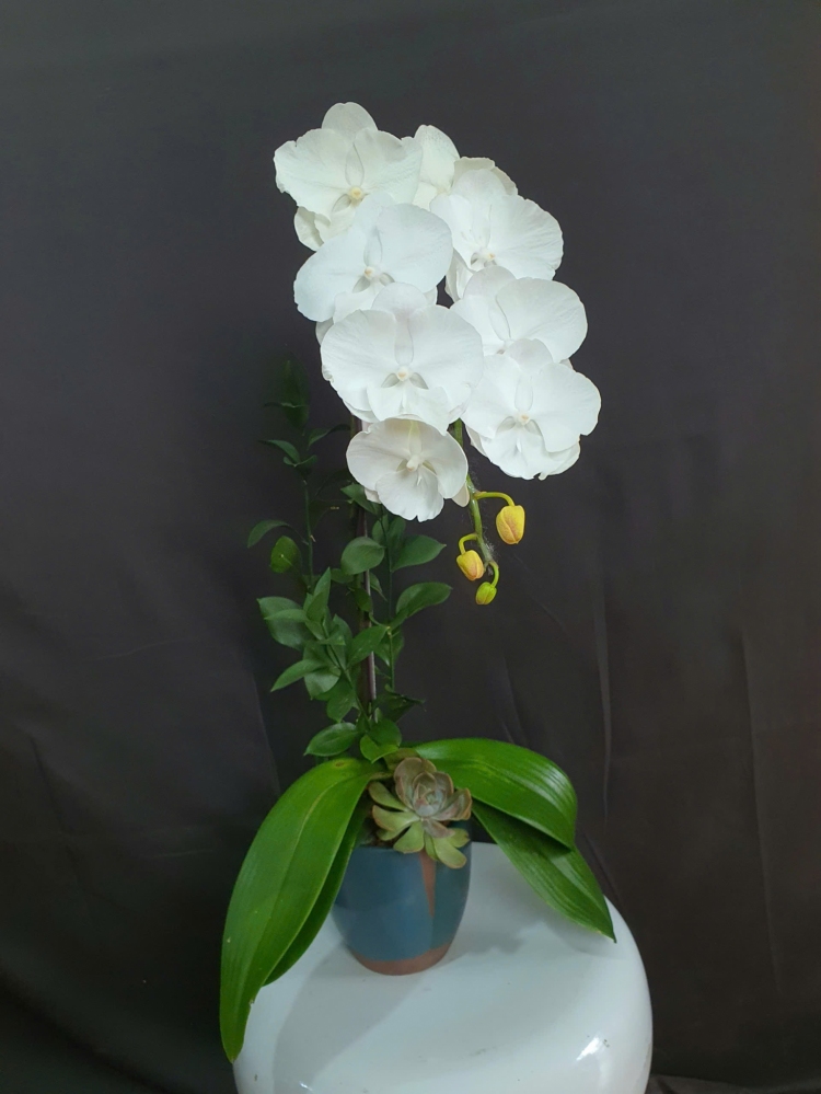 Lan Hồ Điệp Mây Trắng - LHD079