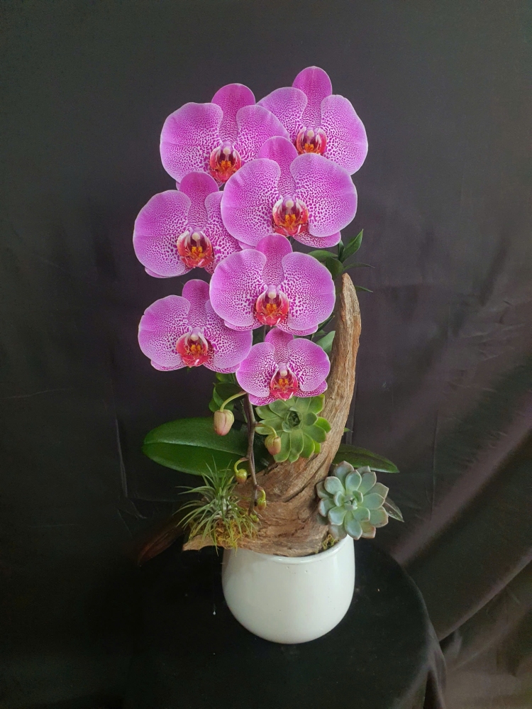 Lan Hồ Điệp Hồng Phú Quý - LHD116