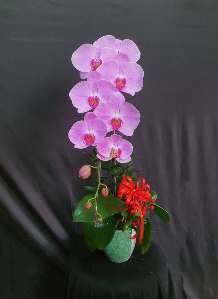 Lan Hồ Điệp Hồng Cát - LHD266