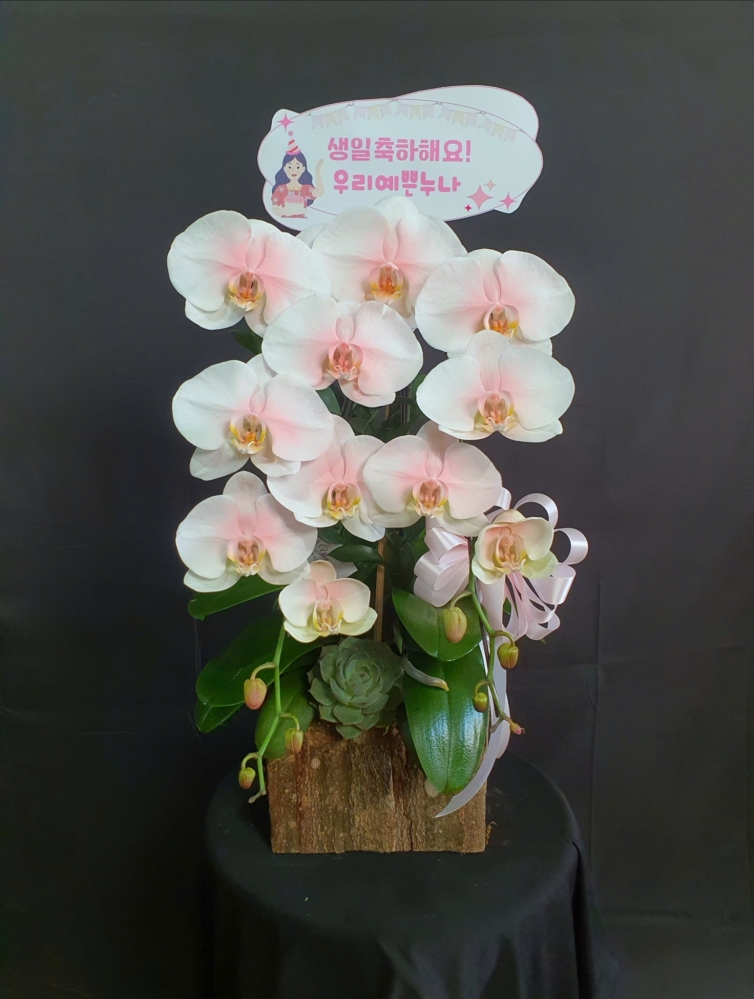 Lan Hồ Điệp Trắng Hồng Nguyệt - LHD110