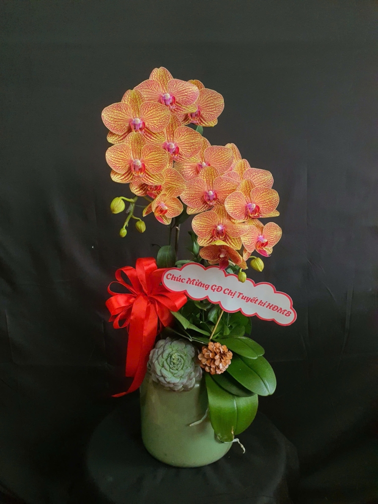 Lan Hồ Điệp Hỏa Diệp - LHD126