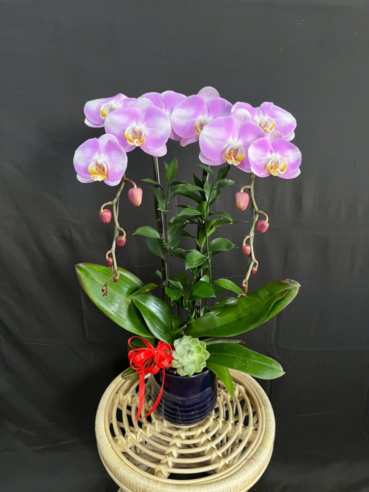 Lan Hồ Điệp Bạch Hồng Thanh Nhã - LHD171