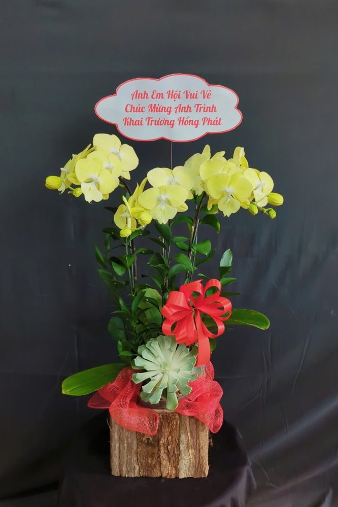 Lan Hồ Điệp Hoàng Kim - LHD094