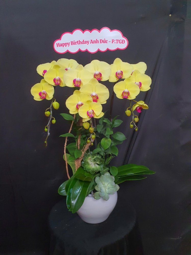 Lan Hồ Điệp Hoàng Minh Châu - LHD102