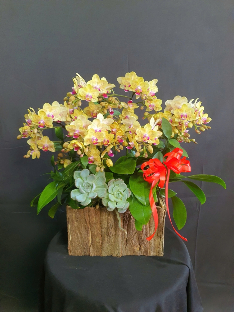 Lan Hồ Điệp Hoàng Quang - LHD109