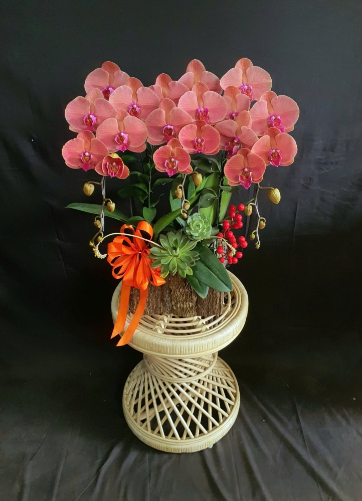 Lan Hồ Điệp Cam Phúc Lộc - LHD157