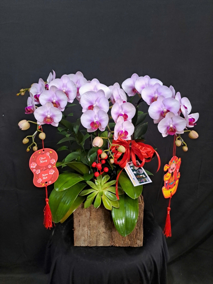 Lan Hồ Điệp Hồng Diễm - LHD218