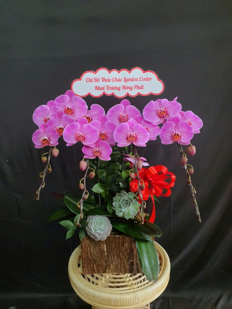 Lan Hồ Điệp Phú Quý - LHD086