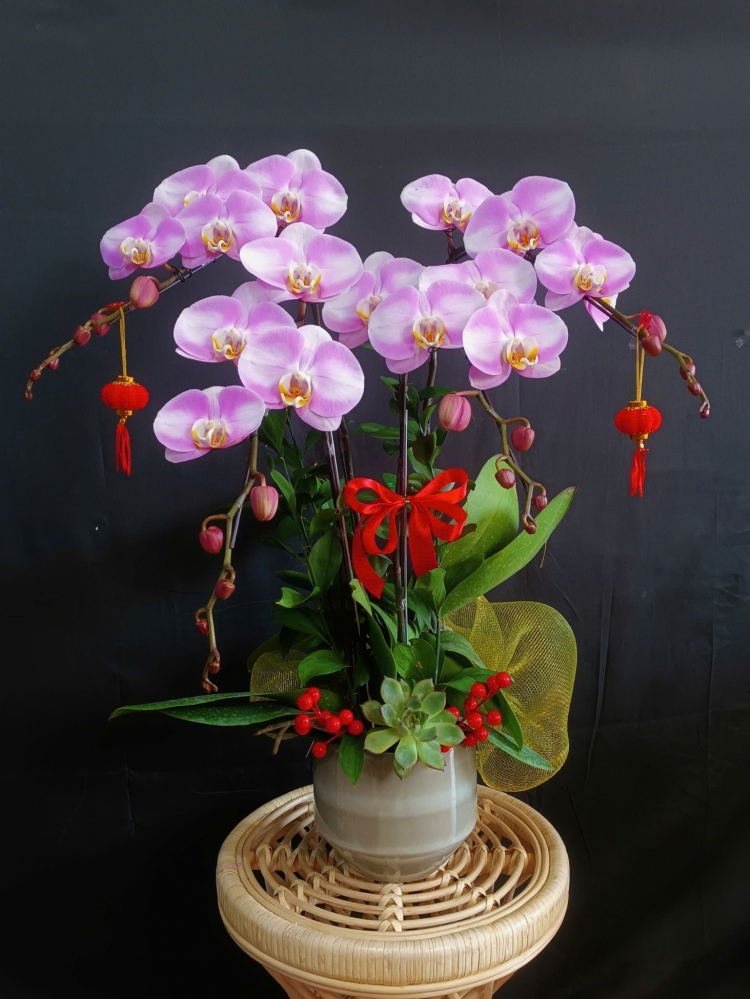 Lan Hồ Điệp Bạch Hồng Dịu Ánh - LHD176