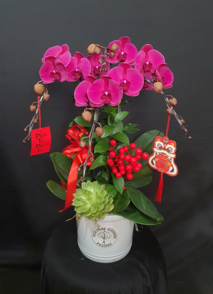 Lan Hồ Điệp Hồng Mộc Lan - LHD185