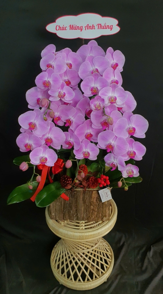 Lan Hồ Điệp Hồng Phấn Ngọc - LHD142