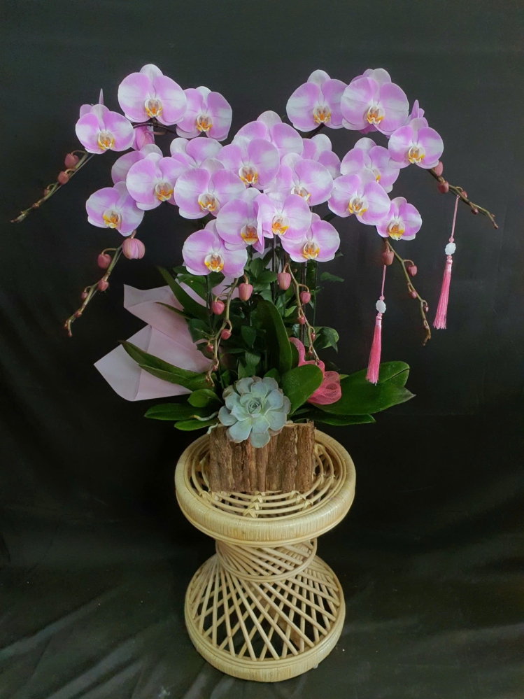 Lan Hồ Điệp Hồng Tuyết Lam - LHD169