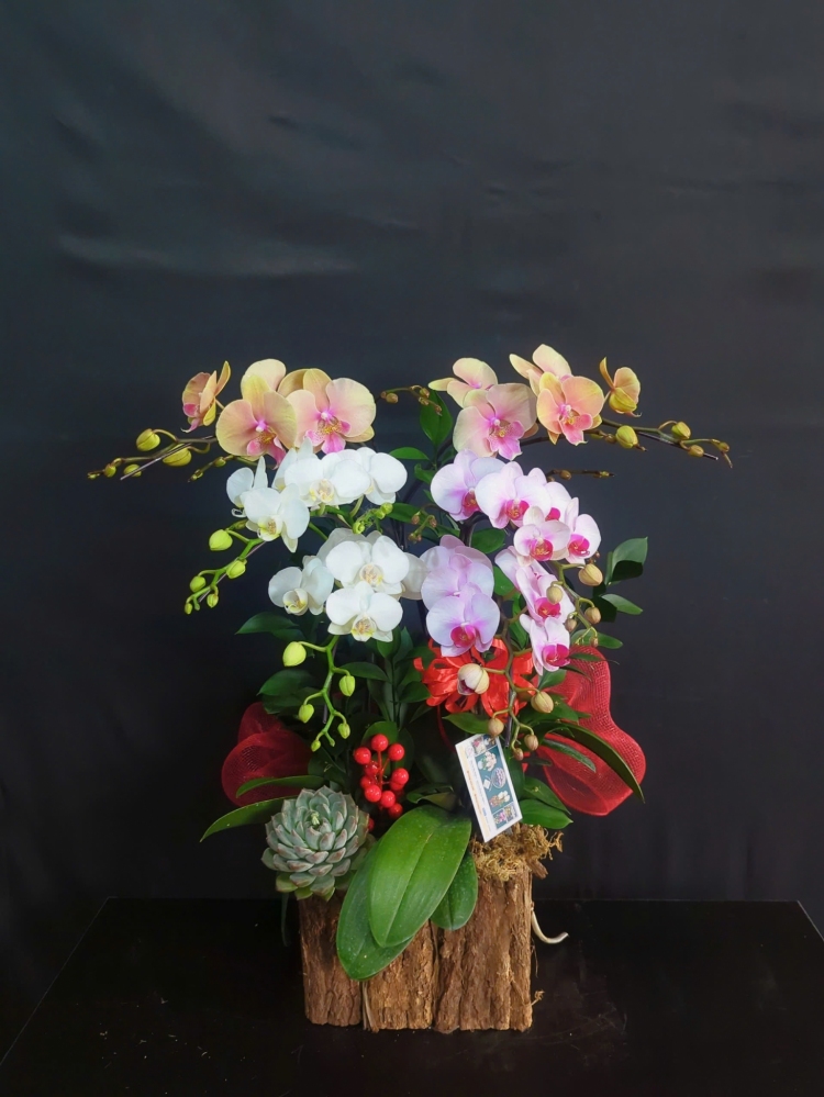 Lan Hồ Điệp Tam Hoa Phú Quý - LHD204