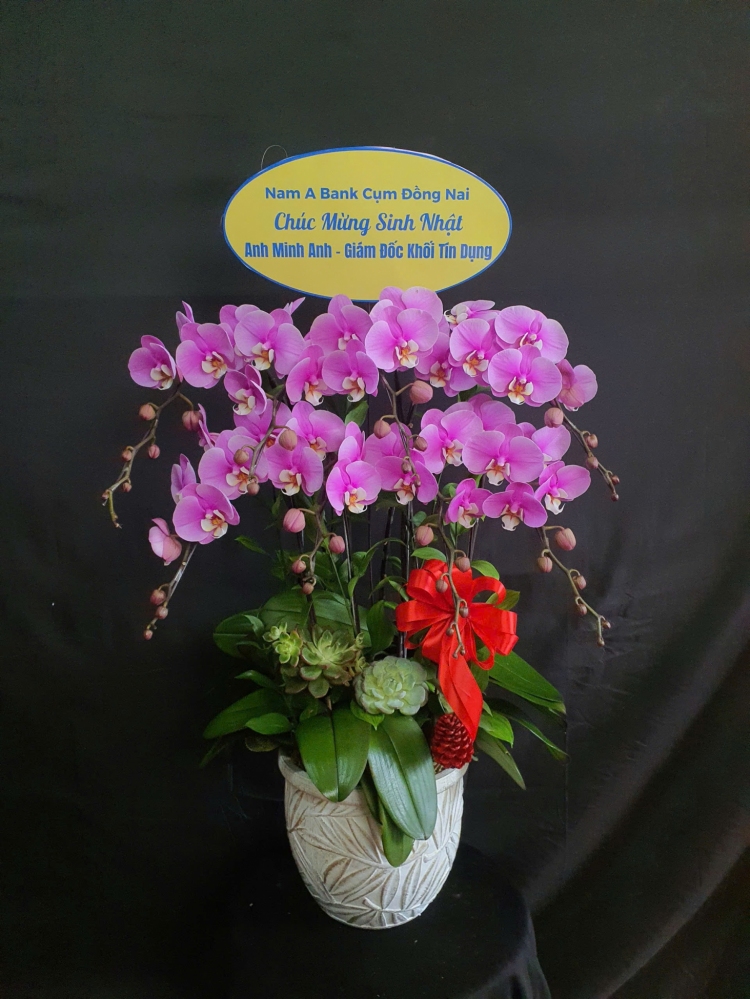 Lan Hồ Điệp Hồng Ngọc - LHD115