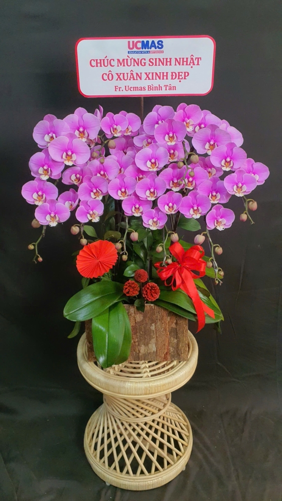 Lan Hồ Điệp Hồng Nhã Uyển - LHD143