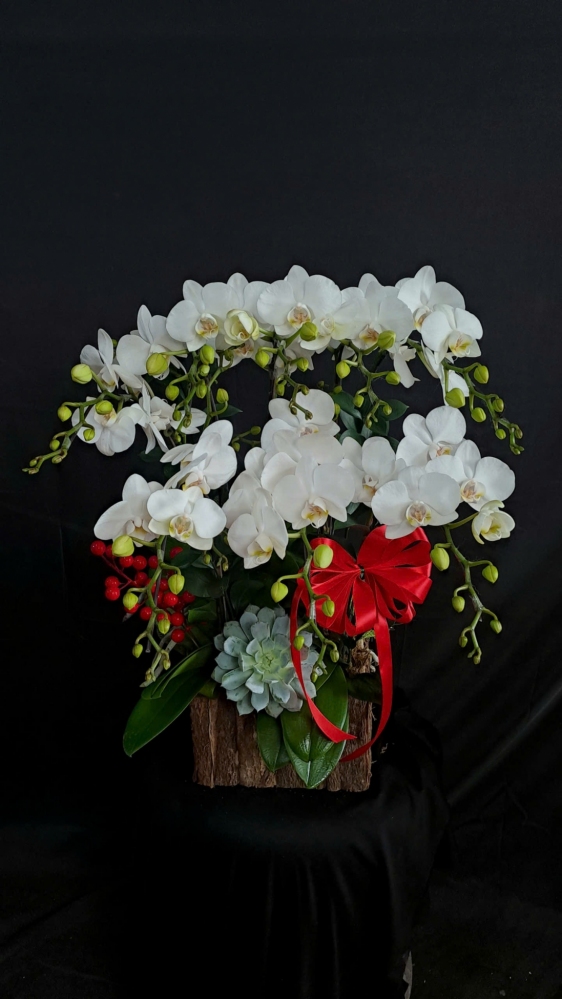 Lan Hồ Điệp Bạch Tuyết Lệ - LHD189