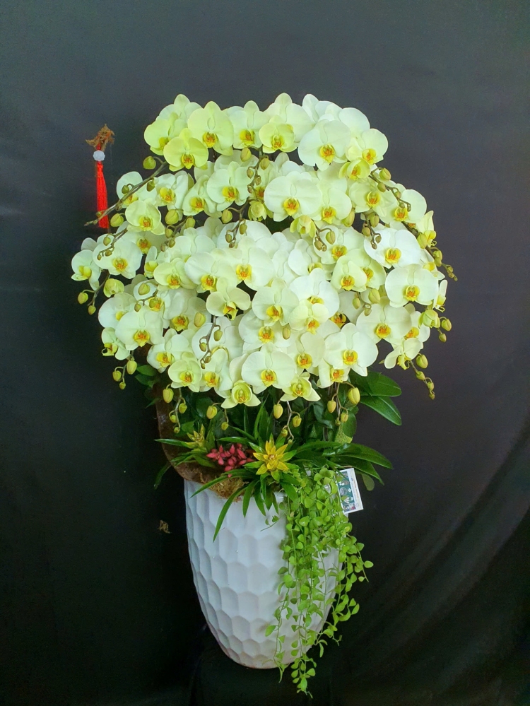 Lan Hồ Điệp Hoàng Kim - LHD219