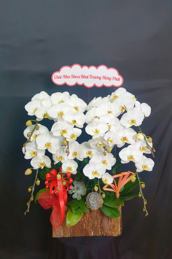 Lan Hồ Điệp Vươn Tầm Thịnh Vượng - LHD051