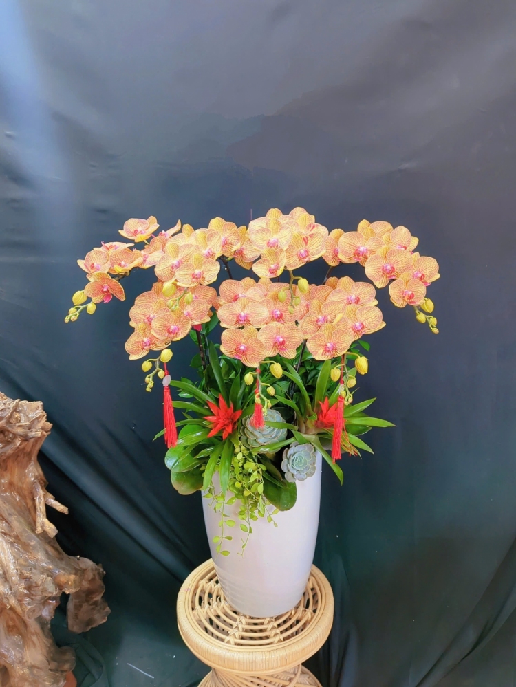 Lan Hồ Điệp Cam Sọc - LHD305