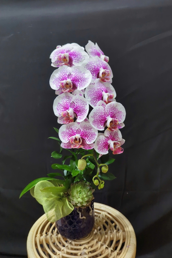 Lan Hồ Điệp Đột Biến Chấm Pháp - LHD296