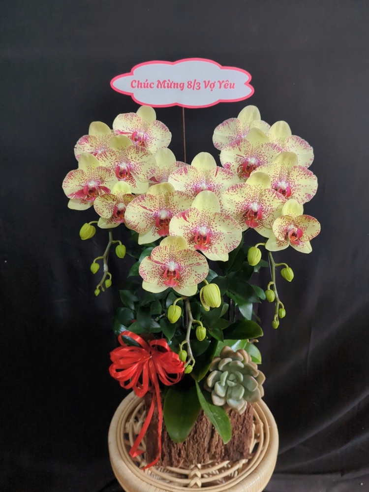 Lan Hồ Điệp Vàng Chấm Pháp- LHD289