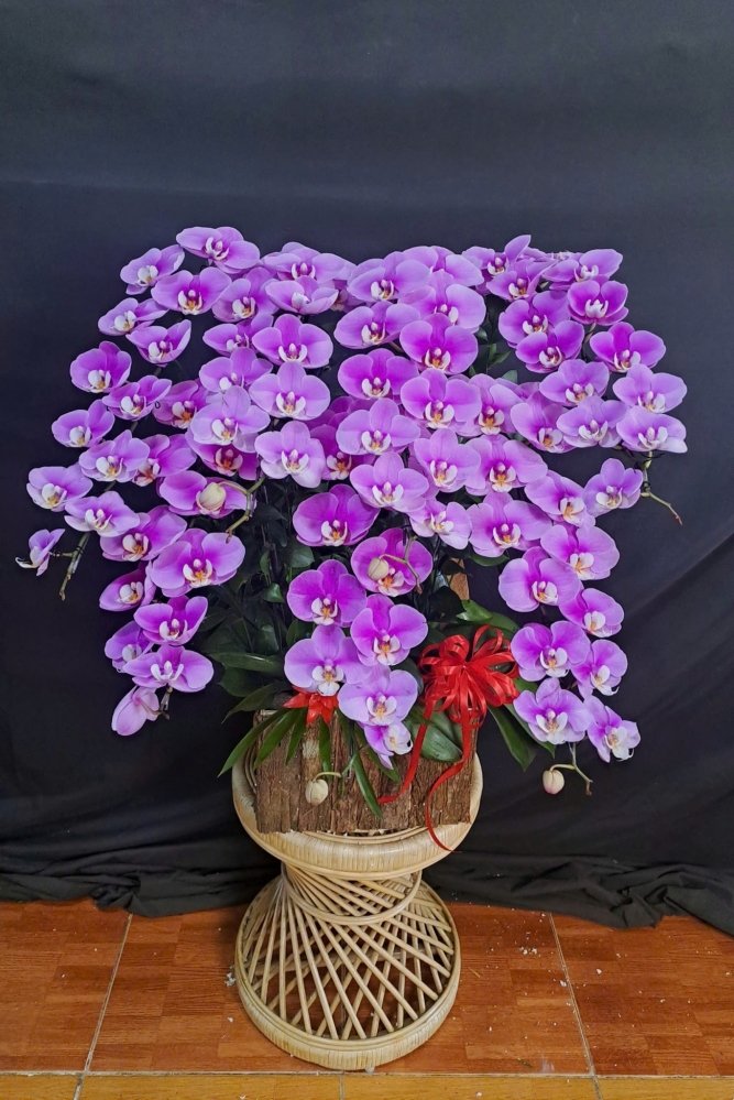 Lan Hồ Điệp Tím Hồng - LHD314