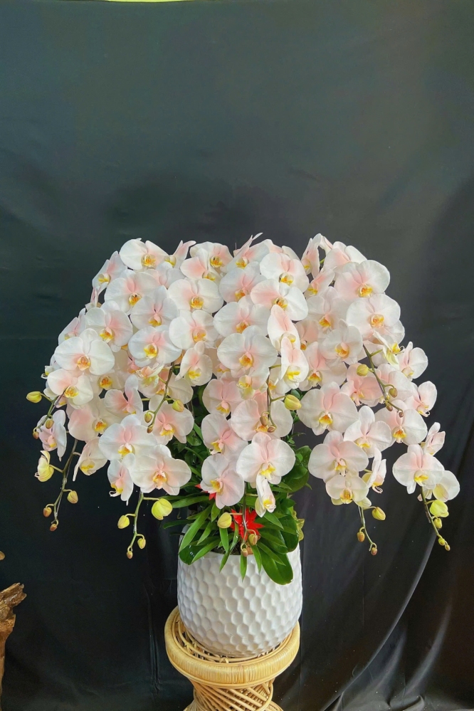 Lan Hồ Điệp Trắng Phun Hồng - LHD322