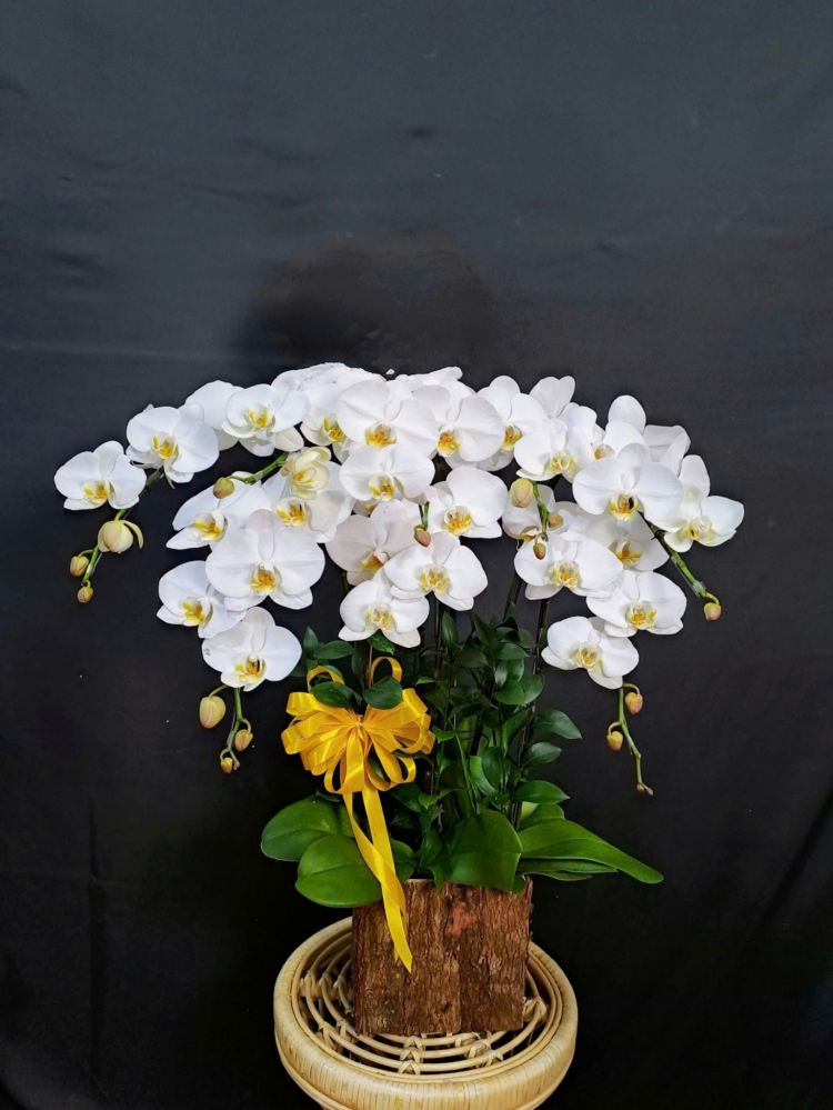 Lan Hồ Điệp Trắng Tinh Khôi Cành Đôi - LHD327