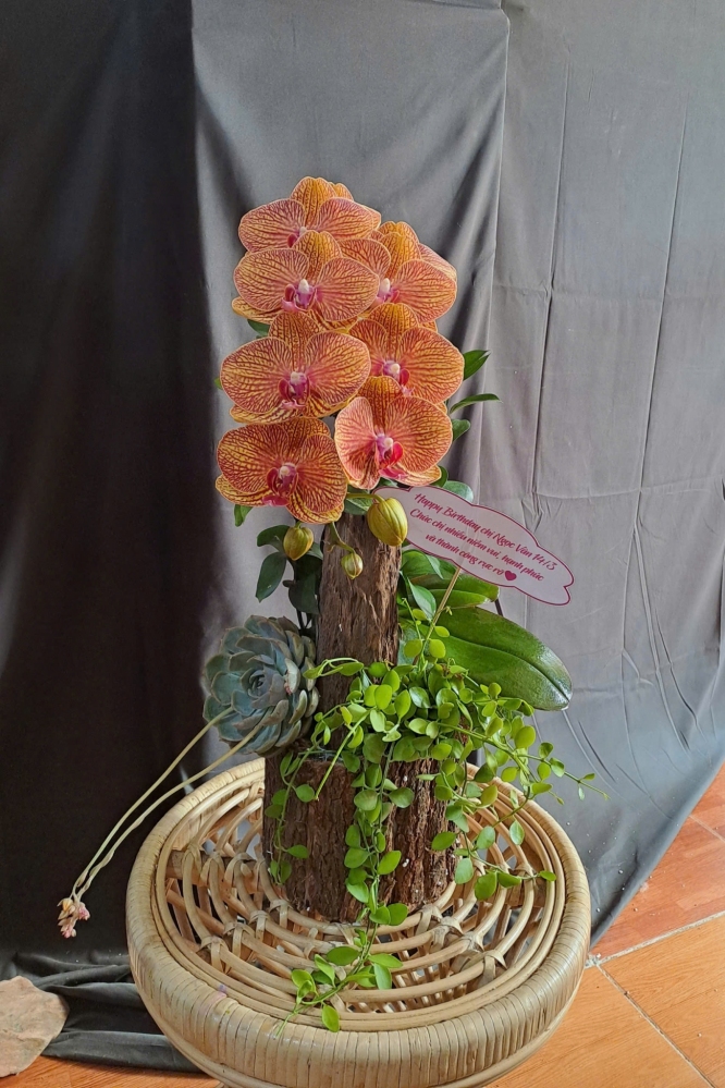 Lan Hồ Điệp Cam Mix Lũa - LHD342