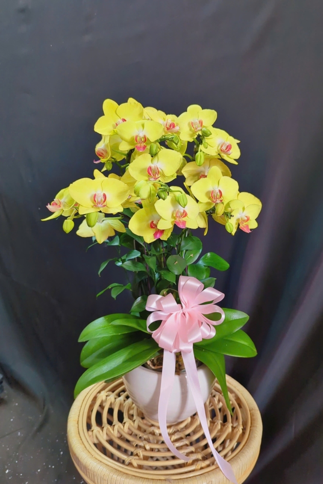 Lan Hồ Điệp Vàng Cành Đôi - LHD348