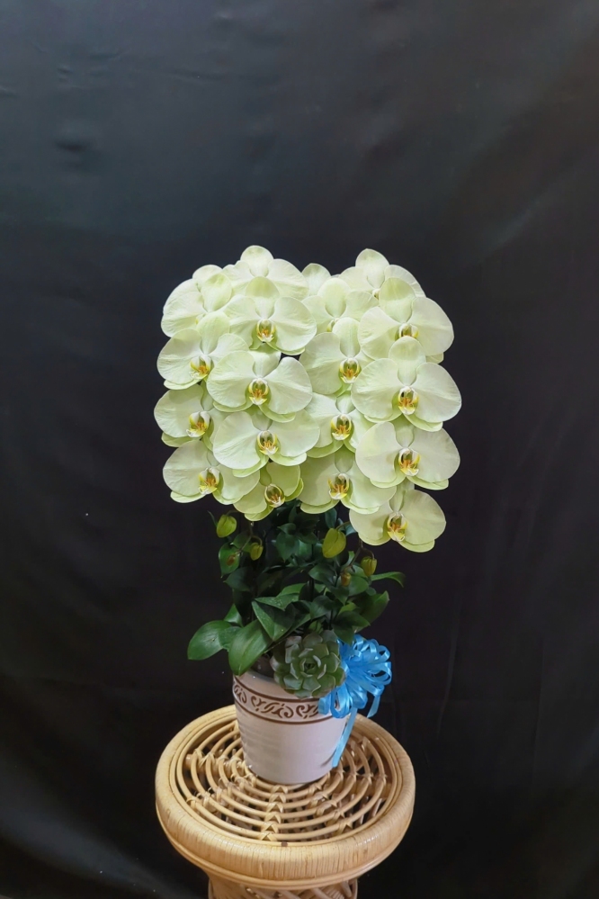 Lan Hồ Điệp Xanh Bơ - LHD351