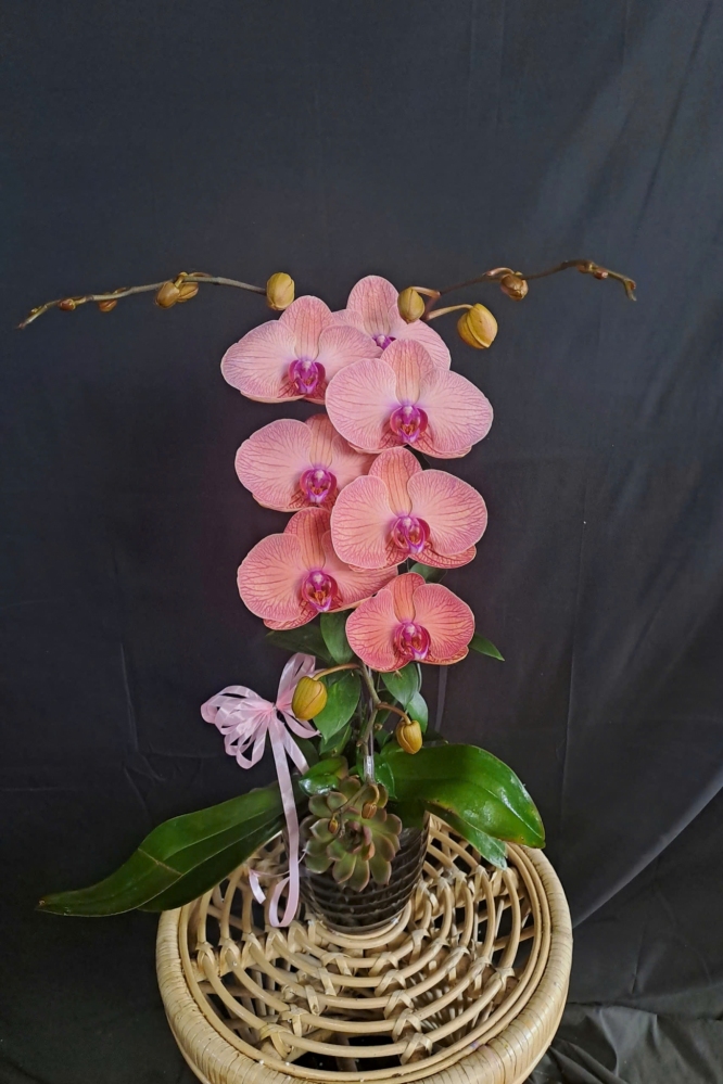 Lan Hồ Điệp Cam Hồng Sọc - LHD359