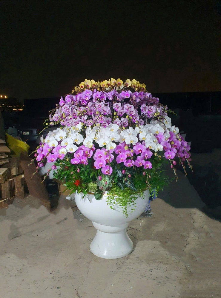 Lan Hồ Điệp Mix Màu Cắm Ly Cao Cấp - LHD364