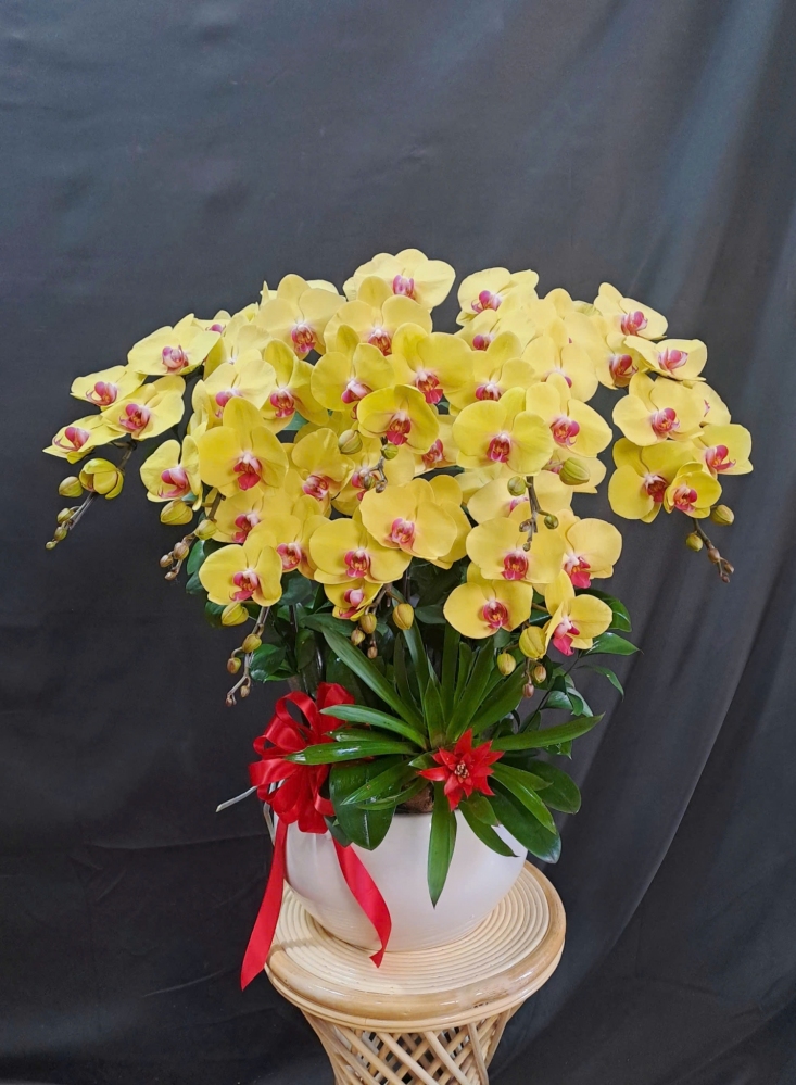 Lan Hồ Điệp Vàng - LHD386