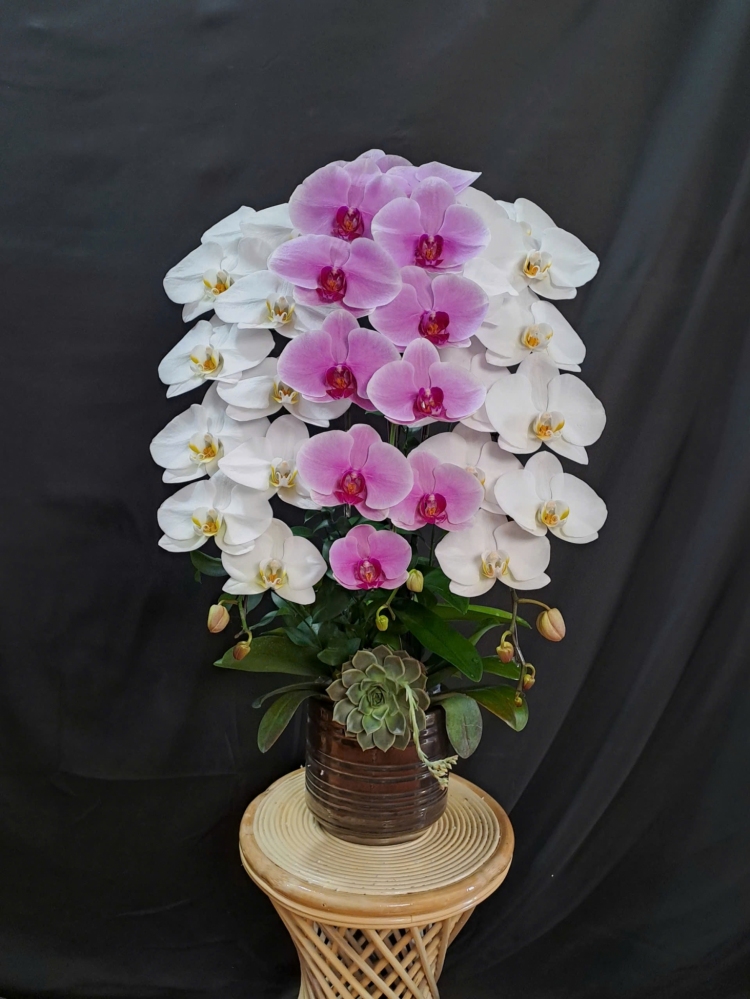 Lan Hồ Điệp Mix 2 Màu Trắng Hồng - LHD387