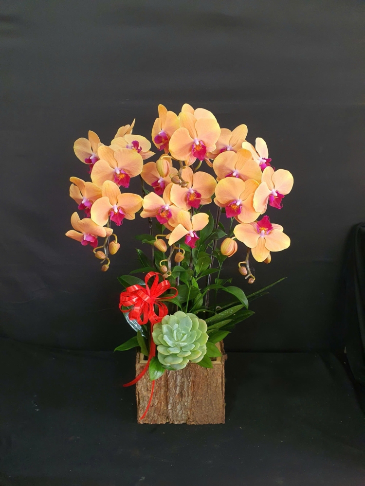 Lan Hồ Điệp Cam Cành Đôi - LHD380