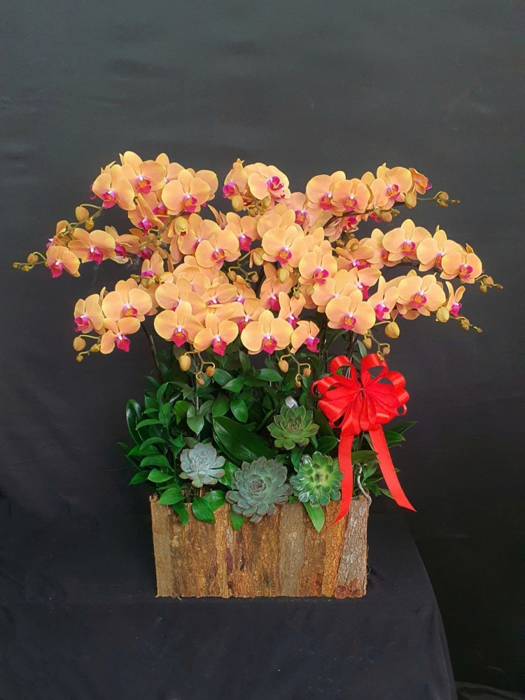 Lan Hồ Điệp Cam Cành Đôi - LHD383