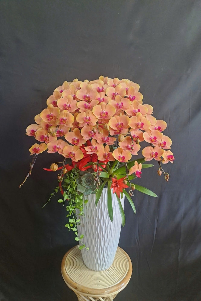 Lan Hồ Điệp Cam Cắm Cao - LHD401