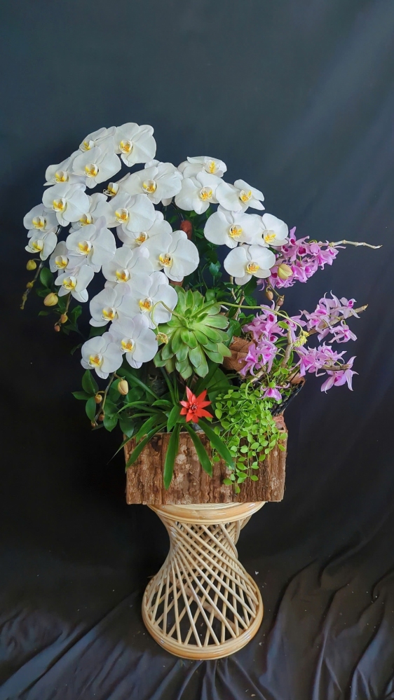 Lan Rừng Phi Điệp Trầm Mĩ Mix Lũa - LHD403