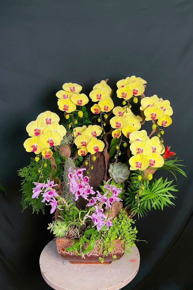 Lan Hồ Điệp Vàng Mix Lũa Cao Cấp - LHD414